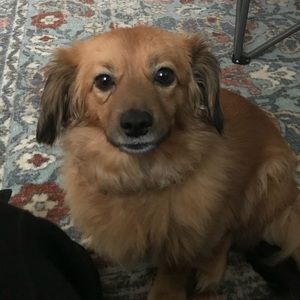 Meet your Posher, Abbey